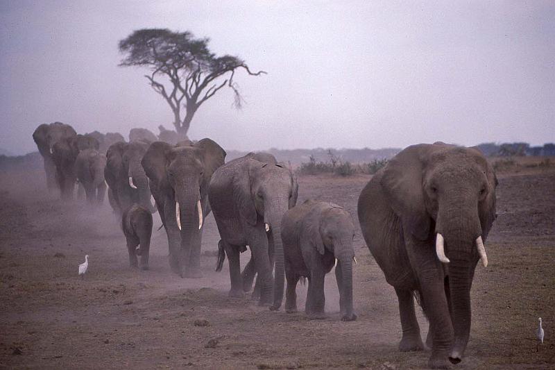 WT 1400 210-11 Kenya.jpg